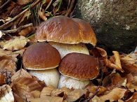 funghi porcini a Pino Torinese